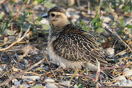 Eurasian Dotterel