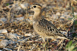 Eurasian Dotterel