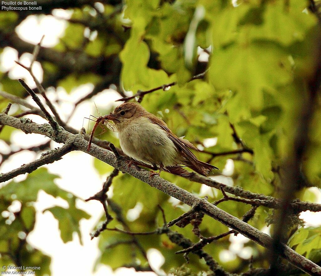 Western Bonelli's Warbleradult