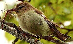 Western Bonelli's Warbler