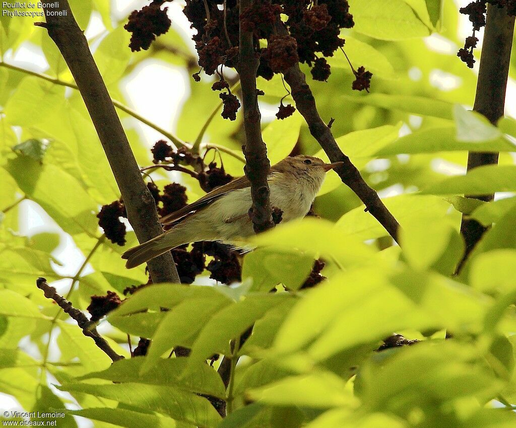 Western Bonelli's Warbleradult