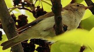 Western Bonelli's Warbler