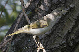 Western Bonelli's Warbler