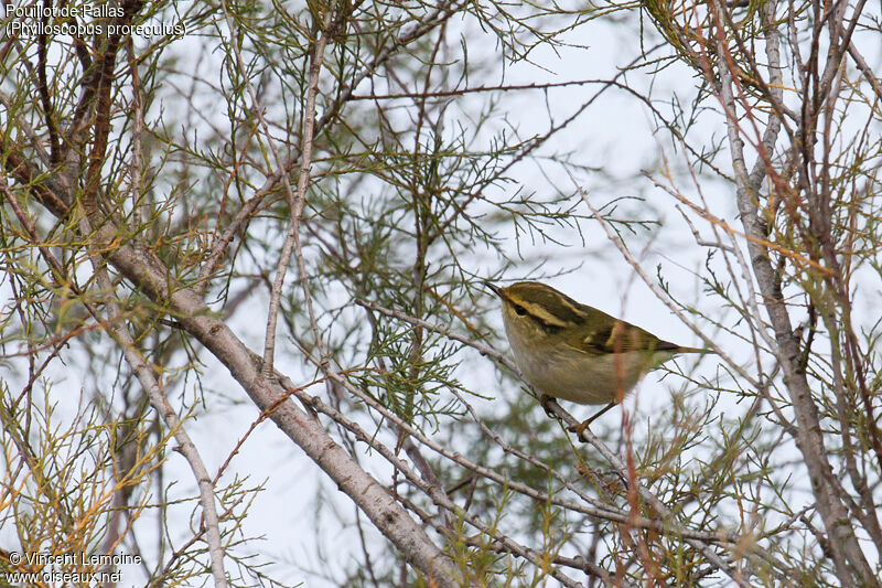 Pallas's Leaf Warbler