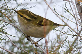 Pallas's Leaf Warbler