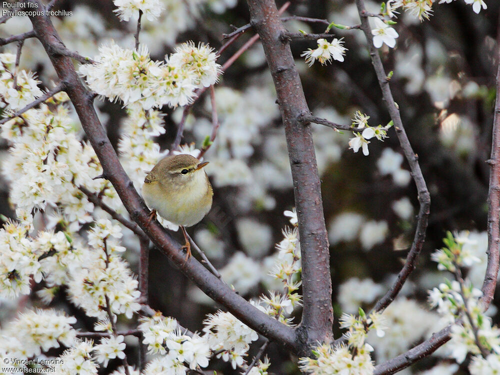 Willow Warbler