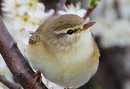 Willow Warbler