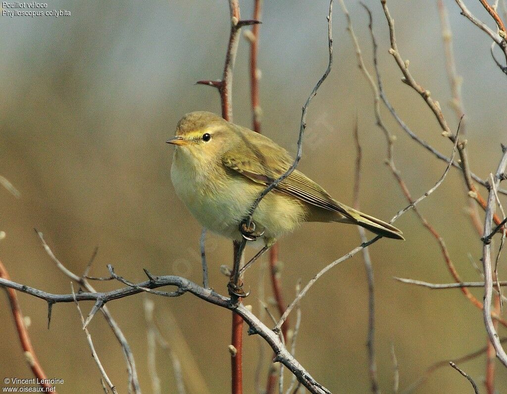 Common Chiffchaff