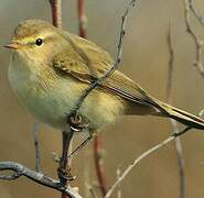 Common Chiffchaff