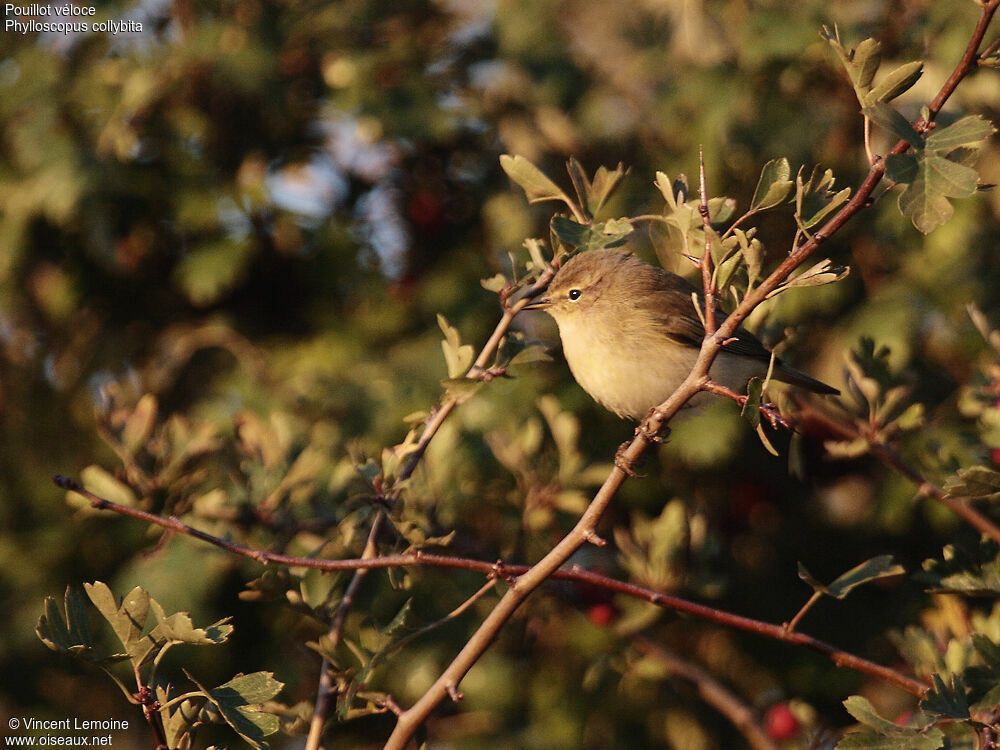 Common Chiffchaff