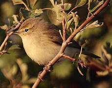 Common Chiffchaff