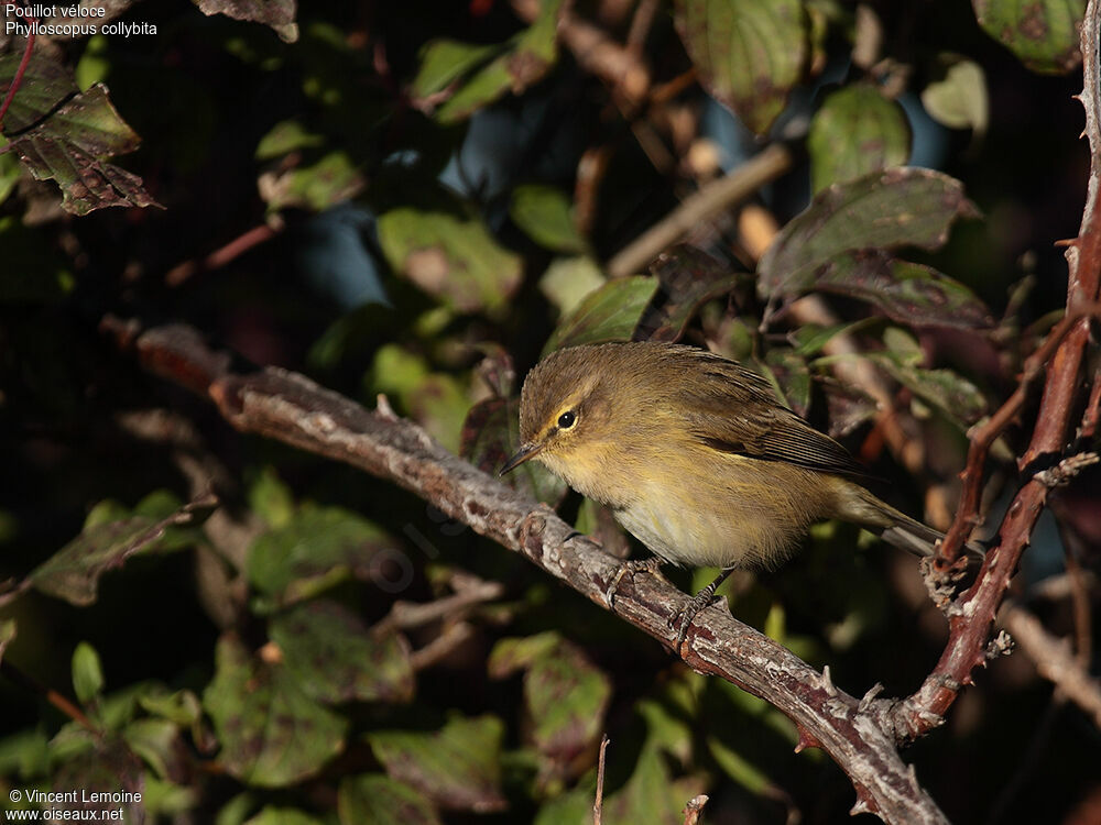 Common Chiffchaff