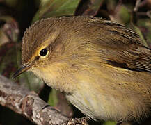 Common Chiffchaff