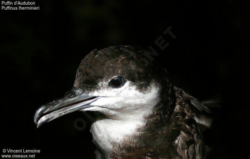 Audubon's Shearwateradult breeding