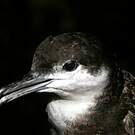 Puffin d'Audubon