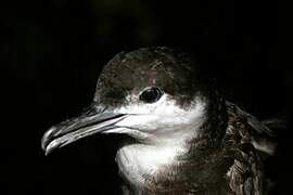 Sargasso Shearwater