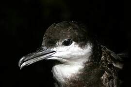 Audubon's Shearwater