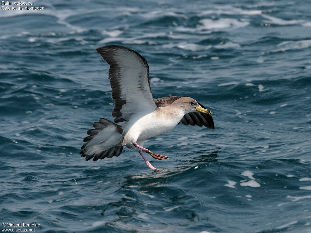 Scopoli's Shearwateradult