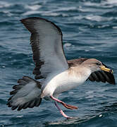 Scopoli's Shearwater