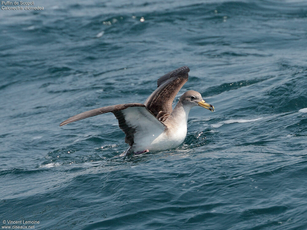 Scopoli's Shearwater