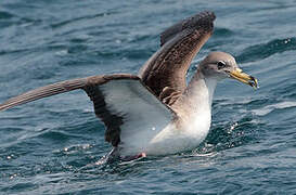 Scopoli's Shearwater