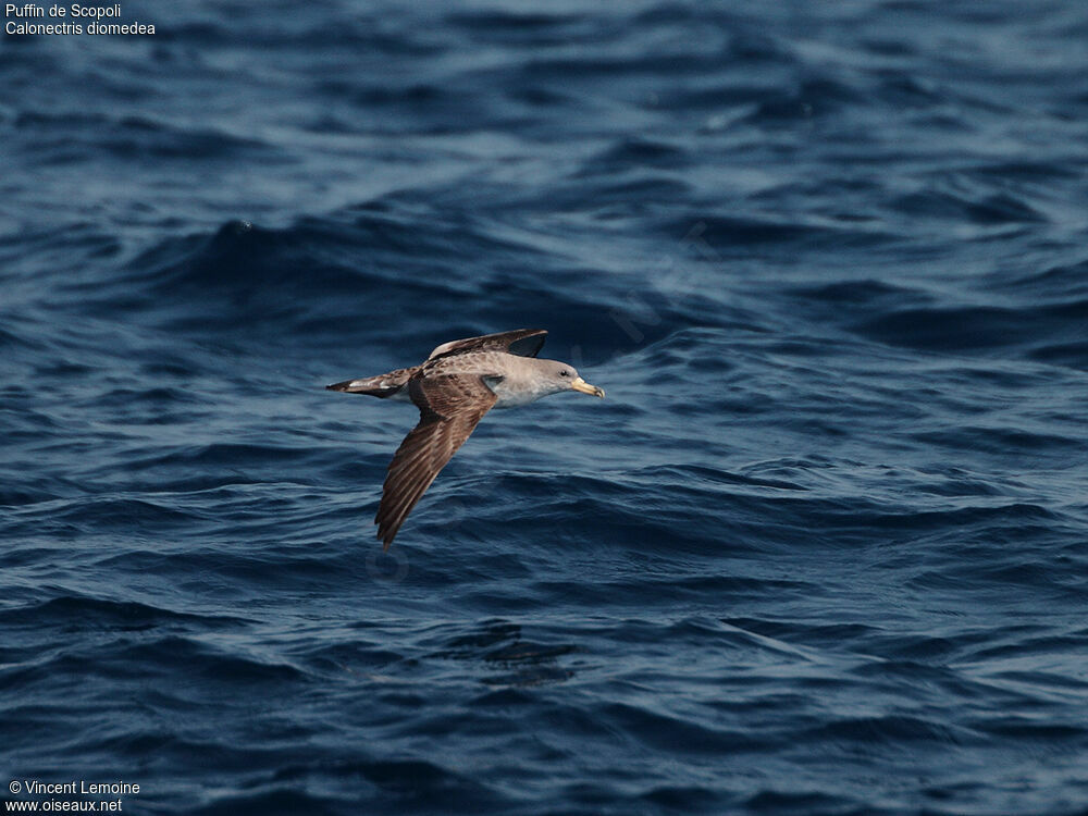 Scopoli's Shearwater