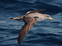 Scopoli's Shearwater