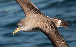 Scopoli's Shearwater