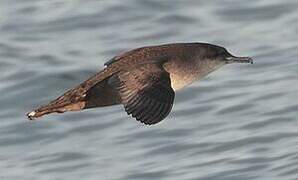 Balearic Shearwater