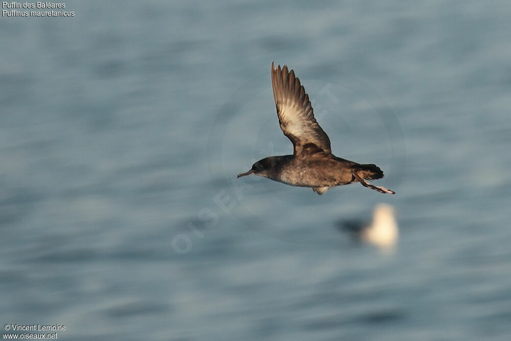 Puffin des Baléares