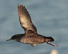 Balearic Shearwater