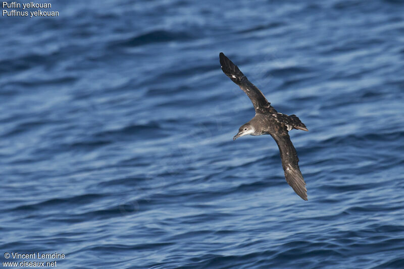 Yelkouan Shearwater