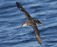 Yelkouan Shearwater