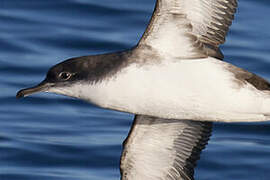 Yelkouan Shearwater