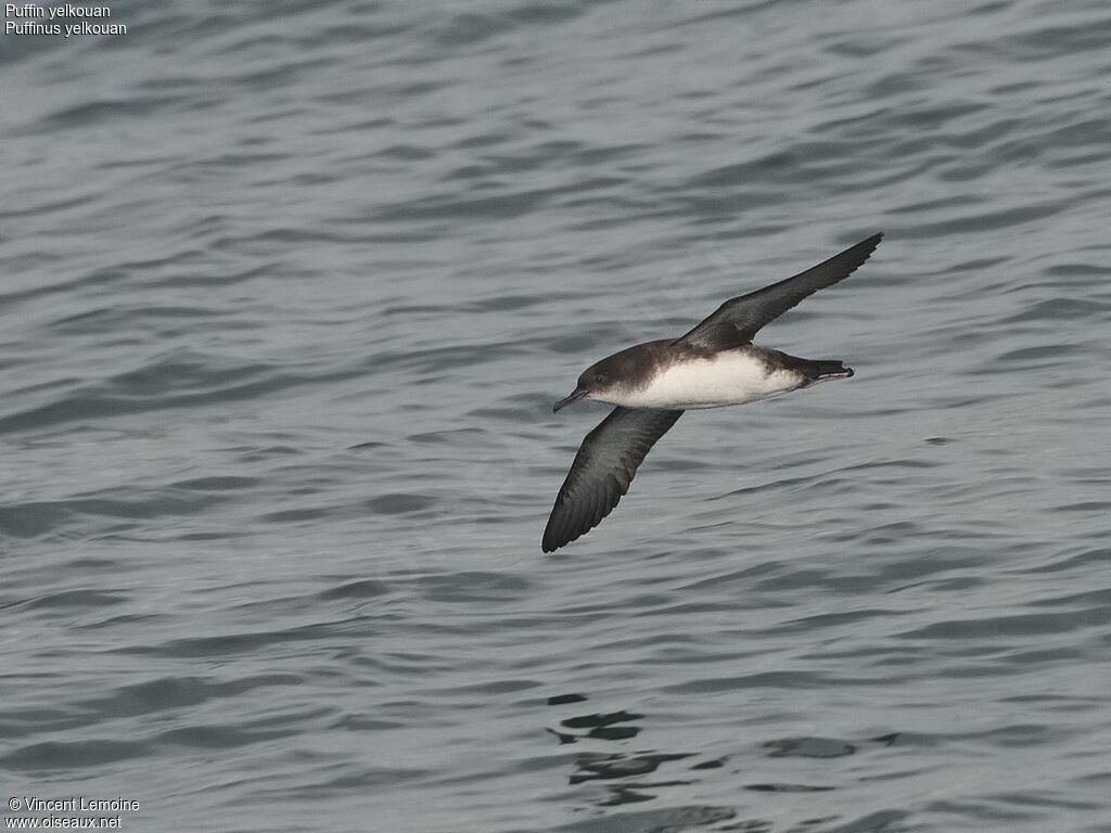 Yelkouan Shearwater, Flight