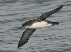 Yelkouan Shearwater