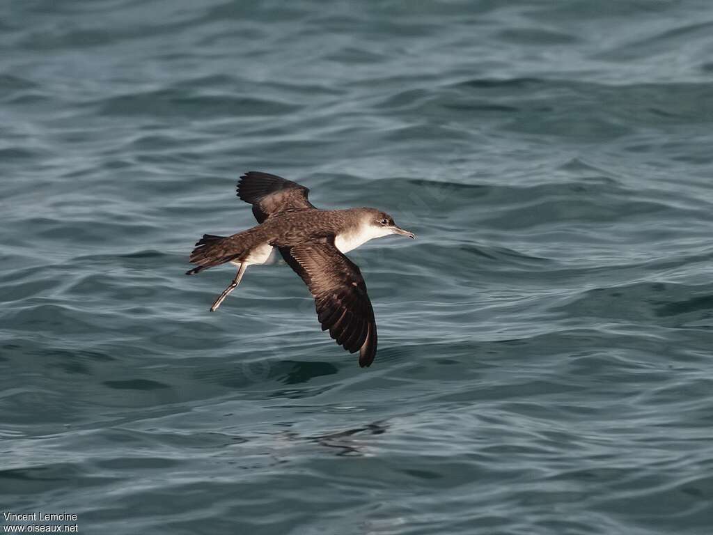 Yelkouan Shearwater, pigmentation, Flight