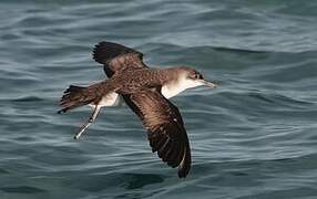 Yelkouan Shearwater