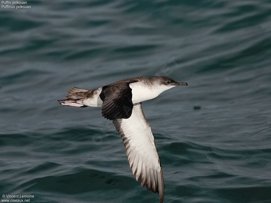 Yelkouan Shearwater, Flight