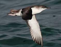 Yelkouan Shearwater