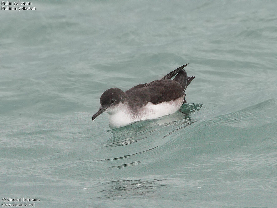 Yelkouan Shearwater