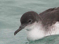 Yelkouan Shearwater