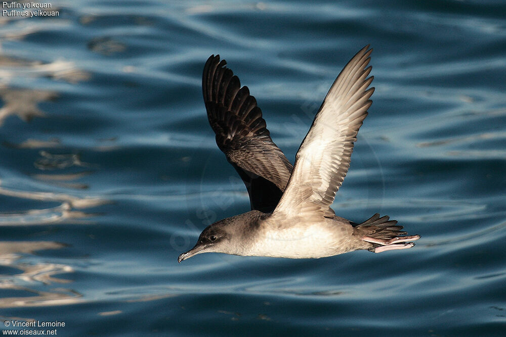 Yelkouan Shearwater