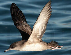 Yelkouan Shearwater