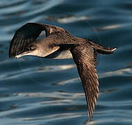 Yelkouan Shearwater