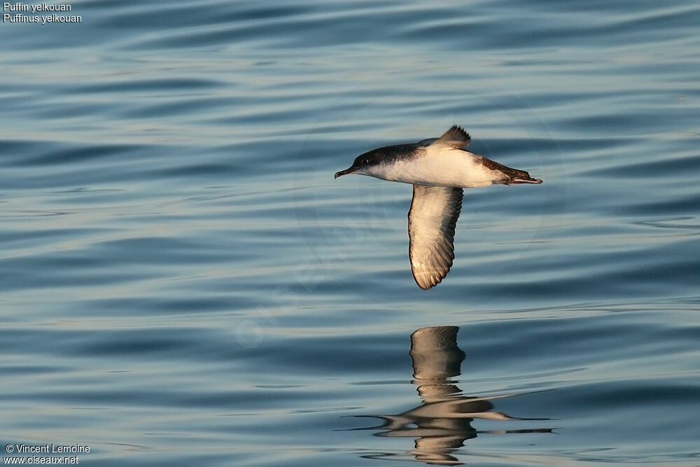 Yelkouan Shearwater