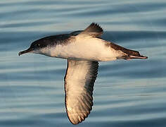 Yelkouan Shearwater