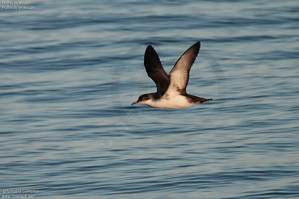 Yelkouan Shearwater