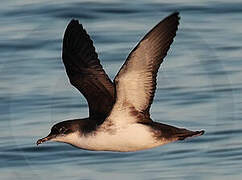 Yelkouan Shearwater