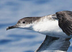 Yelkouan Shearwater